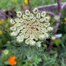 Attēlu rezultāti vaicājumam “Daucus carota subsp. carota flower”