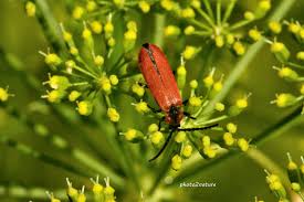 Attēlu rezultāti vaicājumam “Lygistopterus sanguineus”