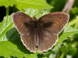 Attēlu rezultāti vaicājumam “Maniola jurtina male”