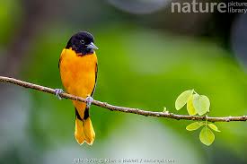 Image result for Icterus galbula