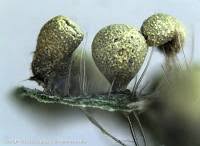 Attēlu rezultāti vaicājumam “Physarum luteolum spores”