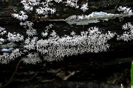 Attēlu rezultāti vaicājumam “Polycephalomyces tomentosus”