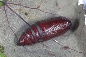 Attēlu rezultāti vaicājumam “Orthosia populeti”