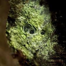 Attēlu rezultāti vaicājumam “Cliostomum corrugatum”