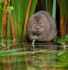 Attēlu rezultāti vaicājumam “Ondatra zibethicus”