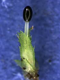 Attēlu rezultāti vaicājumam “Chiloscyphus polyanthos sporophyte”