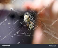 Attēlu rezultāti vaicājumam “Aculepeira ceropegia”