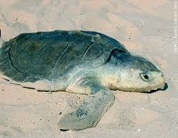 Image result for Lepidochelys kempii