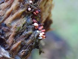 Attēlu rezultāti vaicājumam “Cribraria argillacea stalked”