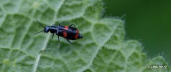 Attēlu rezultāti vaicājumam “Anthocomus fasciatus”