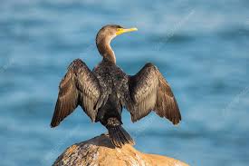 Image result for Phalacrocorax auritus