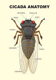 Attēlu rezultāti vaicājumam “Blattoptera”