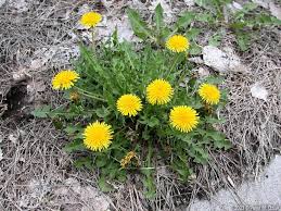 Attēlu rezultāti vaicājumam “Taraxacum officinale aggr.”