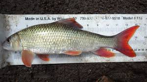 Image result for Moxostoma macrolepidotum