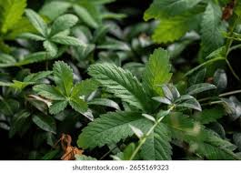 Attēlu rezultāti vaicājumam “Potentilla reptans leaf”