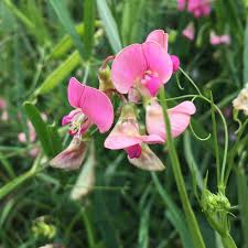 Attēlu rezultāti vaicājumam “Lathyrus sylvestris”