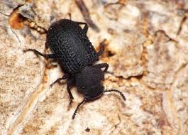 Attēlu rezultāti vaicājumam “Bolitophagus reticulatus imago”