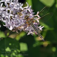 Attēlu rezultāti vaicājumam “Brachytron pratense”