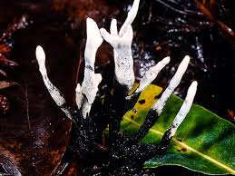 Attēlu rezultāti vaicājumam “Xylaria hypoxylon”