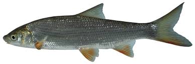 Image result for Chondrostoma nasus