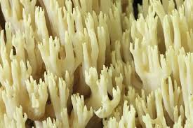 Attēlu rezultāti vaicājumam “Ramaria formosa”