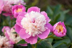 Attēlu rezultāti vaicājumam “Paeonia lactiflora”