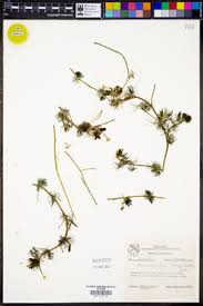 Attēlu rezultāti vaicājumam “Batrachium circinatum flower”