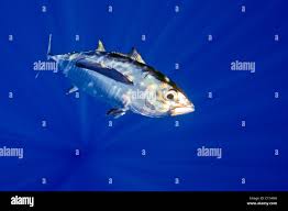 Image result for Thunnus obesus