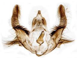 Attēlu rezultāti vaicājumam “Celypha siderana”