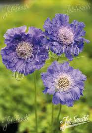 Image result for scabiosa caucasica