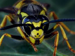 Attēlu rezultāti vaicājumam “Vespula germanica”