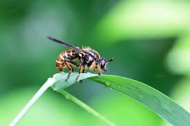 Attēlu rezultāti vaicājumam “Choerades sp.”