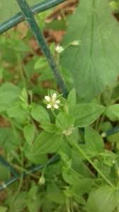 Attēlu rezultāti vaicājumam “Moehringia trinervia bud”
