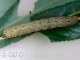 Attēlu rezultāti vaicājumam “Lacanobia contigua imago”