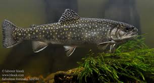 Image result for Salvelinus faroensis