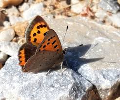 Attēlu rezultāti vaicājumam “Lycaena phlaeas underside”
