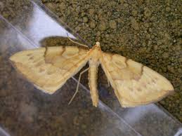 Attēlu rezultāti vaicājumam “Eulithis pyraliata”