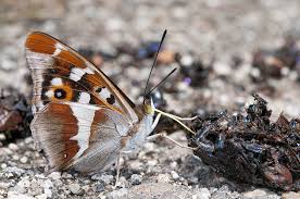 Attēlu rezultāti vaicājumam “Apatura iris underside”