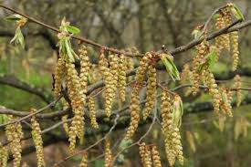 Attēlu rezultāti vaicājumam “Carpinus betulus fruit”
