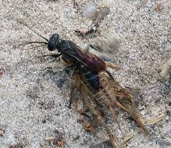 Attēlu rezultāti vaicājumam “Crabronidae”