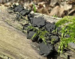 Attēlu rezultāti vaicājumam “Biscogniauxia repanda”