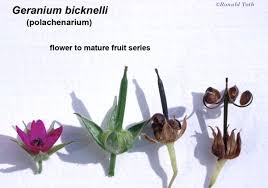 Attēlu rezultāti vaicājumam “Geranium bohemicum fruit”