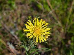 Attēlu rezultāti vaicājumam “Crepis tectorum flower”