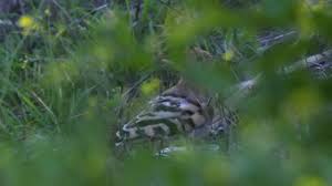 Image result for hoepoe