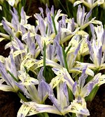 Attēlu rezultāti vaicājumam “Iris reticulata”