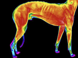 Image result for thermographie-aufnahmen