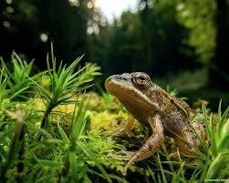 Attēlu rezultāti vaicājumam “Pelophylax”