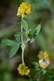 Attēlu rezultāti vaicājumam “Trifolium”