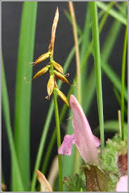 Attēlu rezultāti vaicājumam “Carex pulicaris”