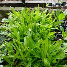 Attēlu rezultāti vaicājumam “Carex x bakkeriana”